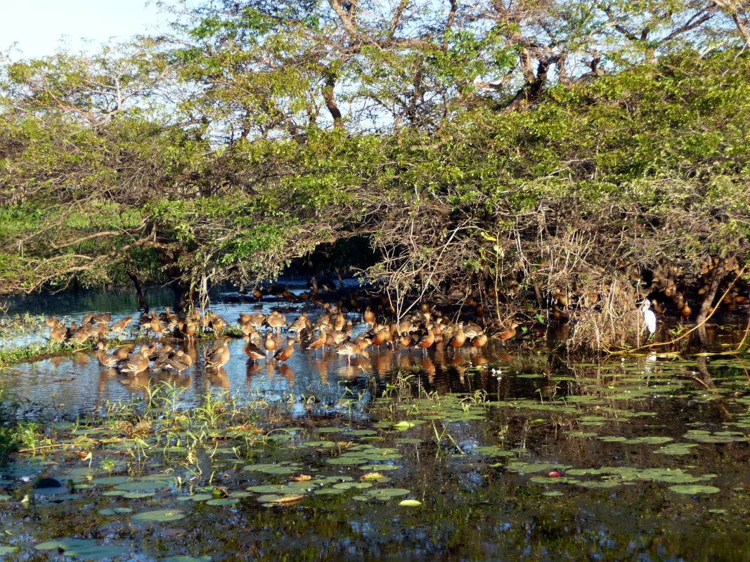 The next day, we took a 2-hour Yellow Water sunset cruise through the Yellow Water Billabong, which is full of waterbirds, eagles, and crocodiles. If you are booking for the sunset cruise, please bring mosquito repellant with you. Kakadue National park, australia