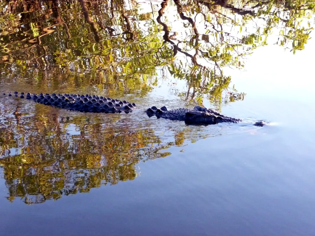 Crocodiles followed our boat, hoping someone would fall or jump in the water.