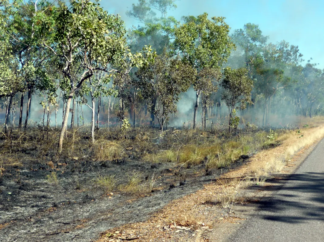 Aboriginal park rangers do back burning in Kakadu National Park during the early dry season, which lasts from April to July. They start small patchy grass fires to prevent larger, more devastating flames from starting.