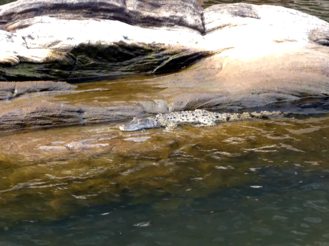 A freshwater crocodile in the East Alligator River