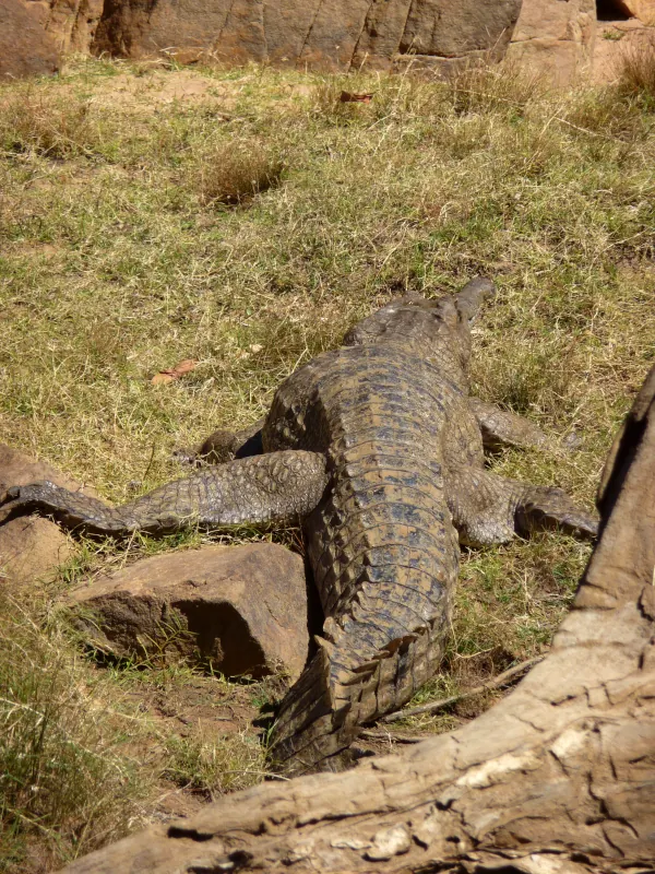 On the way, we saw some freshwater crocodiles basking in the sunshine.
Cruise Katherine Gorge, Australia