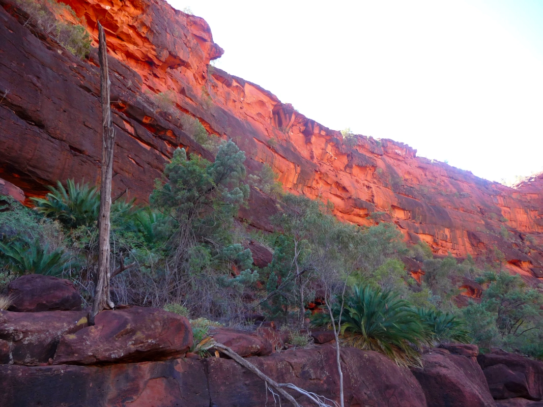 The red cliff above Palm Valley.