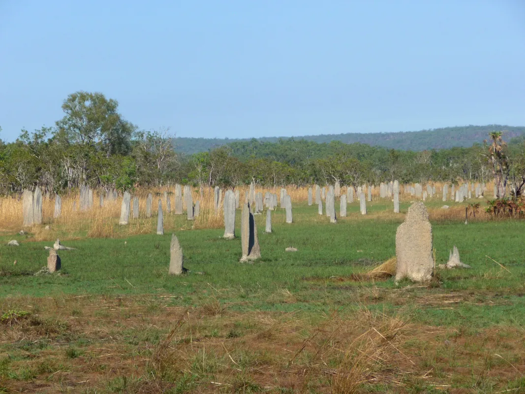 The Magnetic Termite mounds in Litchfield National Park are similar to magnetic compasses, with their thin edges pointing north-south and their backs facing east-west. Australia