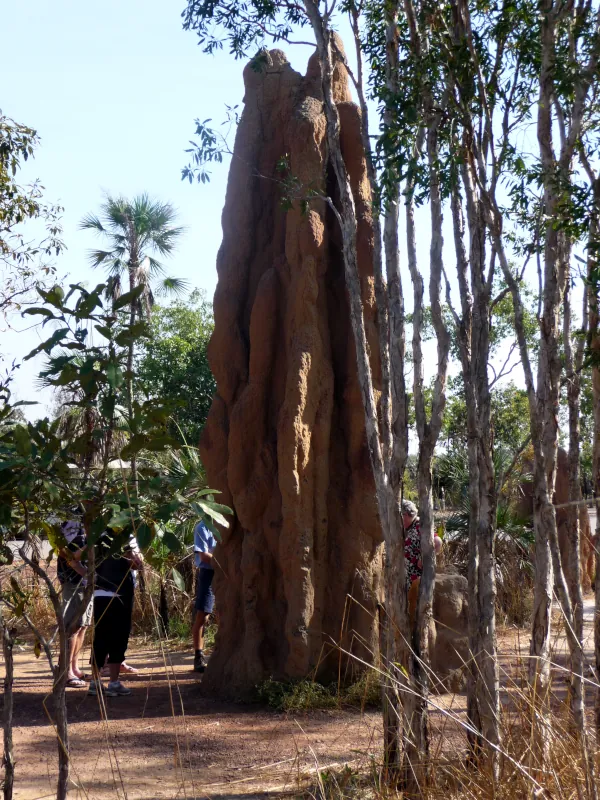 The Cathedral termite mound in Litchfield National Park is huge. Northern Territory, Australia