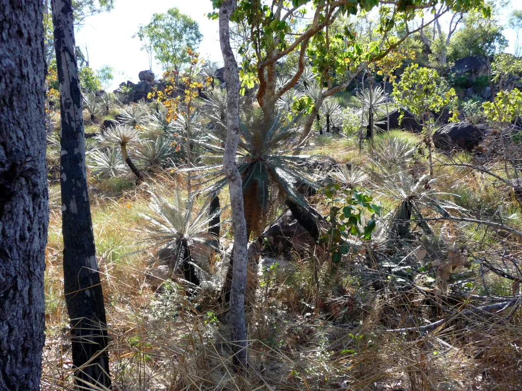 A Pleasant morning hike in Litchfield National Park. Australia