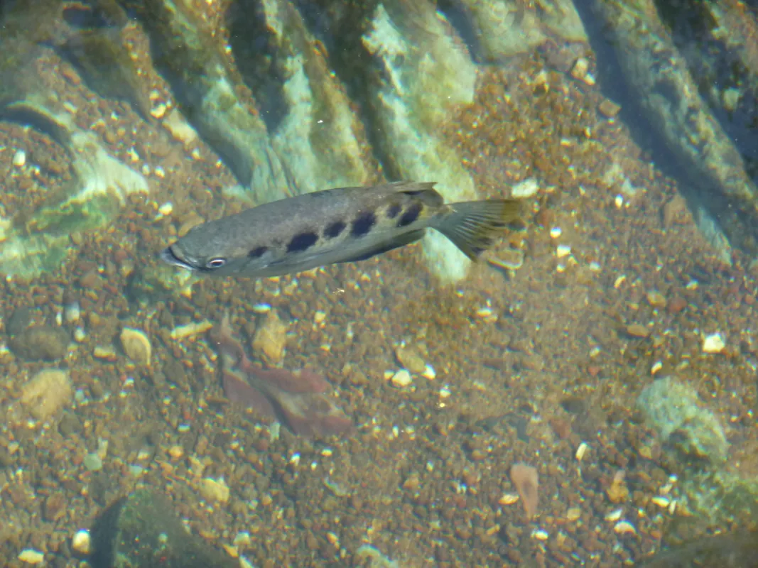 We said goodbye to the fascinating fish at Barry Springs. Australia