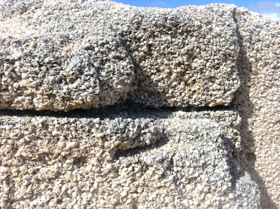 cockle shell blocks,Shark Bay, Western Australia.