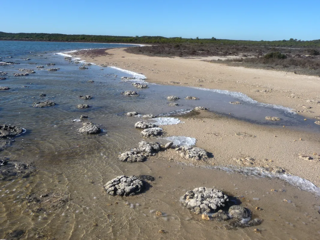 we also visited Lake Thetis. We went to see the Stromatolites, the world's oldest living creatures. Another wonder like the Ningaloo Reef