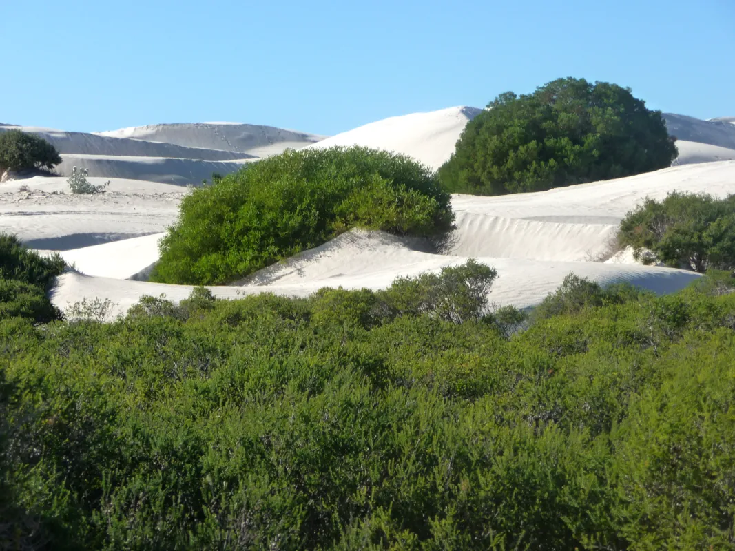 When visiting the Lancelin Sand Dunes, you can hike, sandboard, or drive a 4WD. You can also take in the breathtaking beach views.