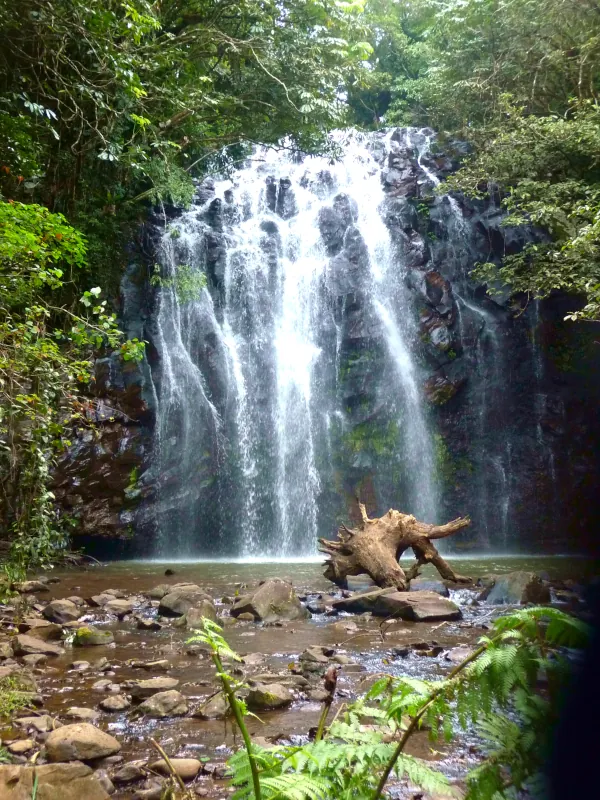 Ellinjaa Falls is another beautiful waterfall of the Waterfalls Circuit, with easy access and a nice spot for a picnic or refreshing dip.