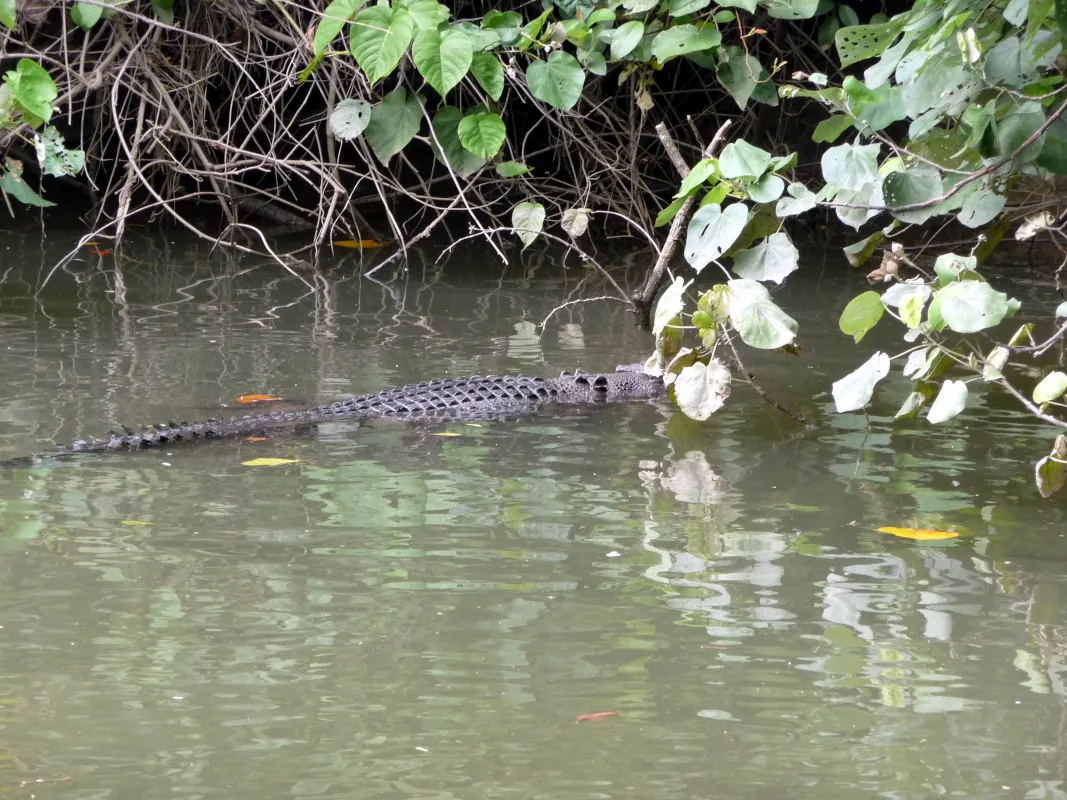 We took a 90-minute cruise with the Daintree River Cruise Centre along the Daintree River to see native wildlife, especially the salt water crocodiles.