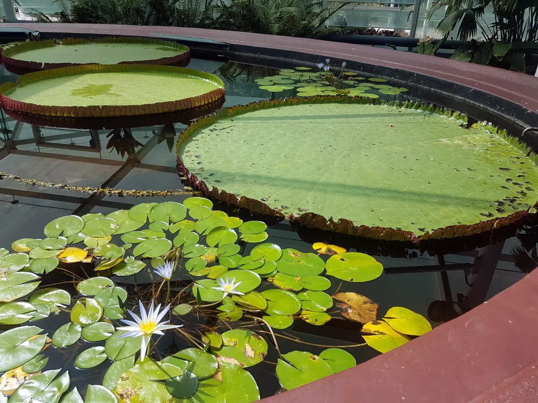 After that, we visited the Botanic Garden, with its beauty and diversity of plants, which is located not too far from the CBD.  Later, after a long walk, we enjoyed a glass of South Australian wine.