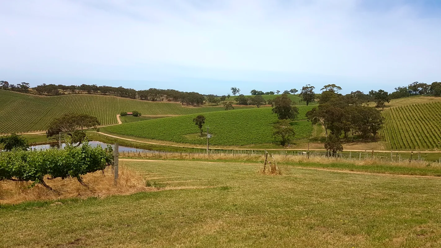 During four days, we had the large vineyard for ourselves and walked around the magnificent property