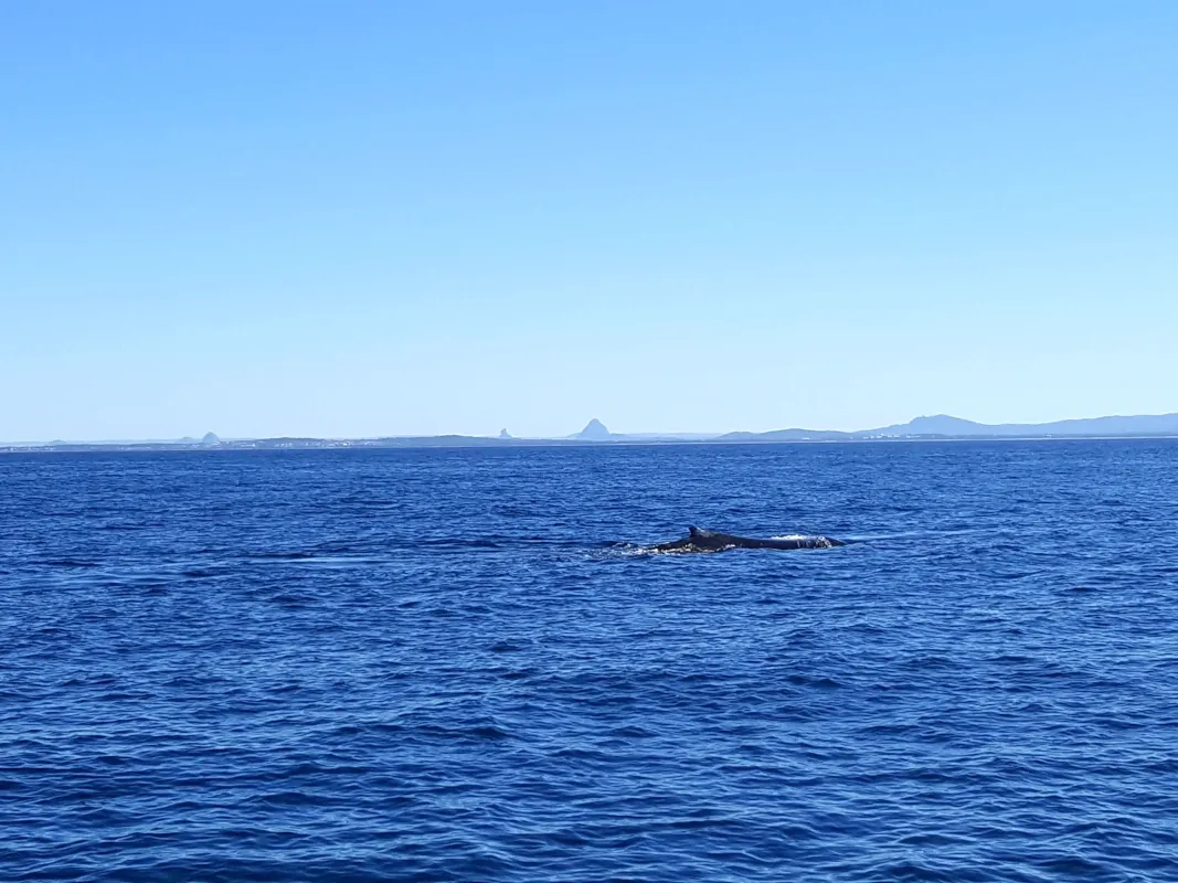 Watching Humpback whales breeching