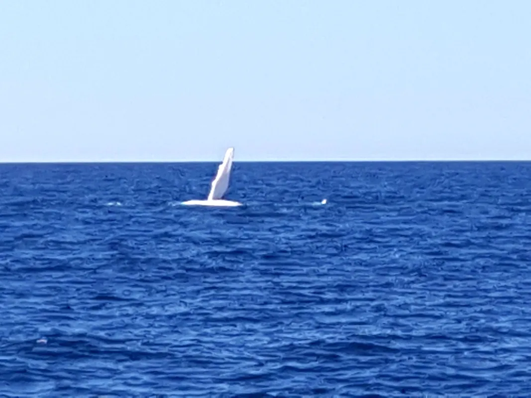 It was great to see the Humpback whales breaching and fin slapping. Then we drove backto Nambour