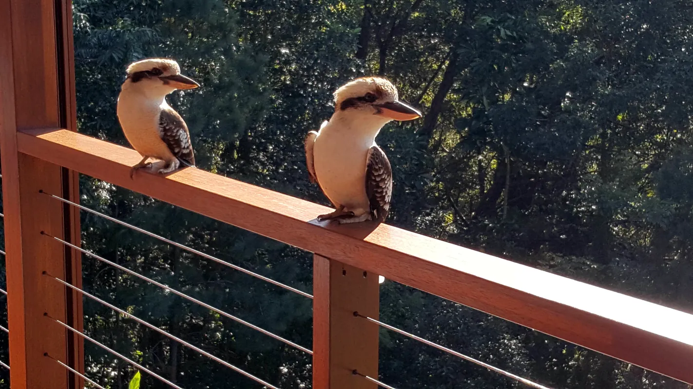 The Kookaburras were very naughty and tried to take any food. One even picked the blueberries from our bowl while eating.