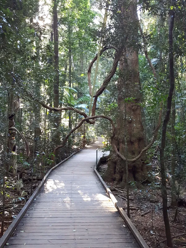 Later, we visited the Mary Cairncross Scenic Reserve twice. Rainforest Discovery Centre is wonderful, and from the upstairs café, you have a stunning view of the Glasshouse Mountains.