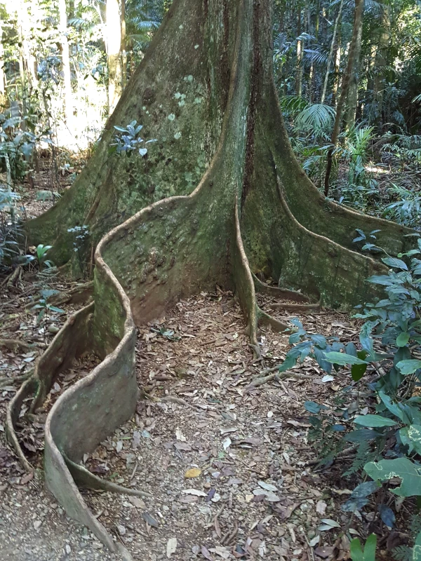 The walks are easy, and there are a lot of rainforest plants, many species of birds, some pademelon and also a fruit bat colony