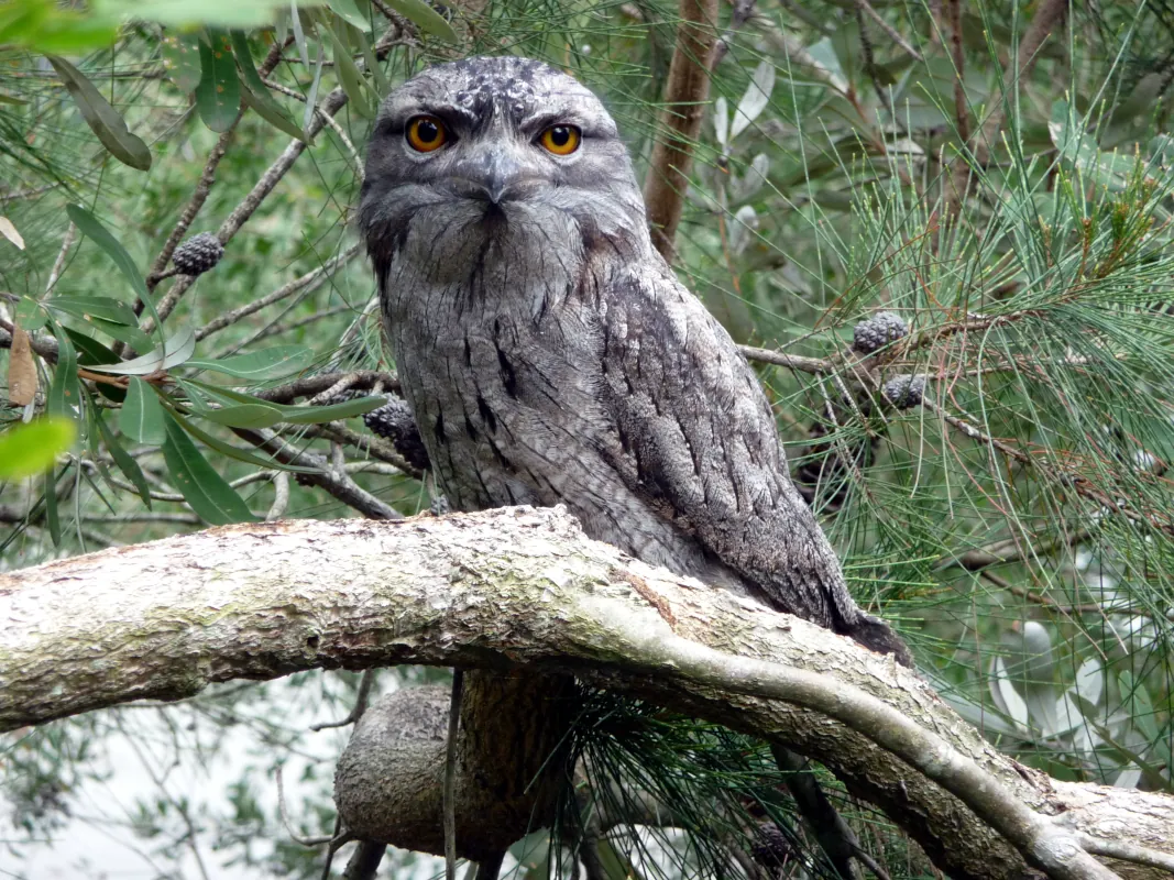 The tawny frog mouth visited us many times. Sitting near the tree trunk made It difficult to spot