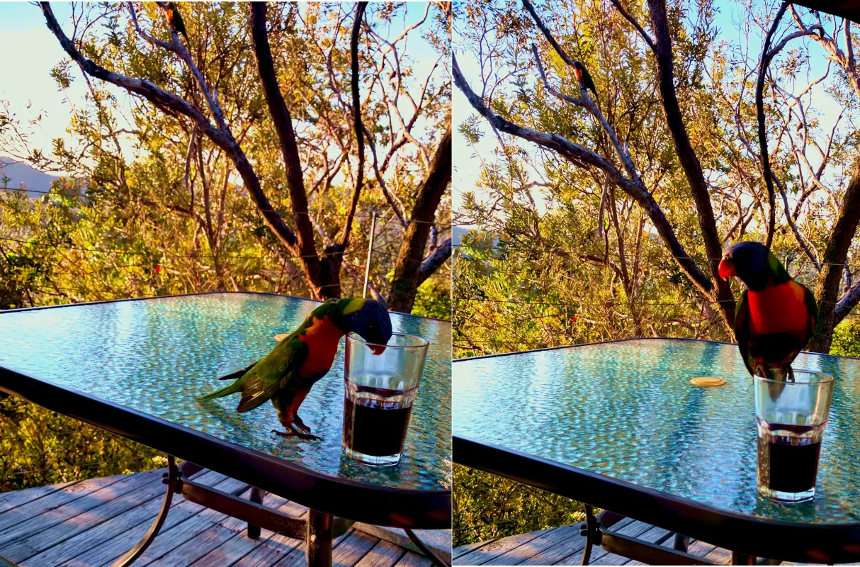 The  rainbow lorikeets also discovered that we like to enjoy wine. They tried to find out how it tasted.