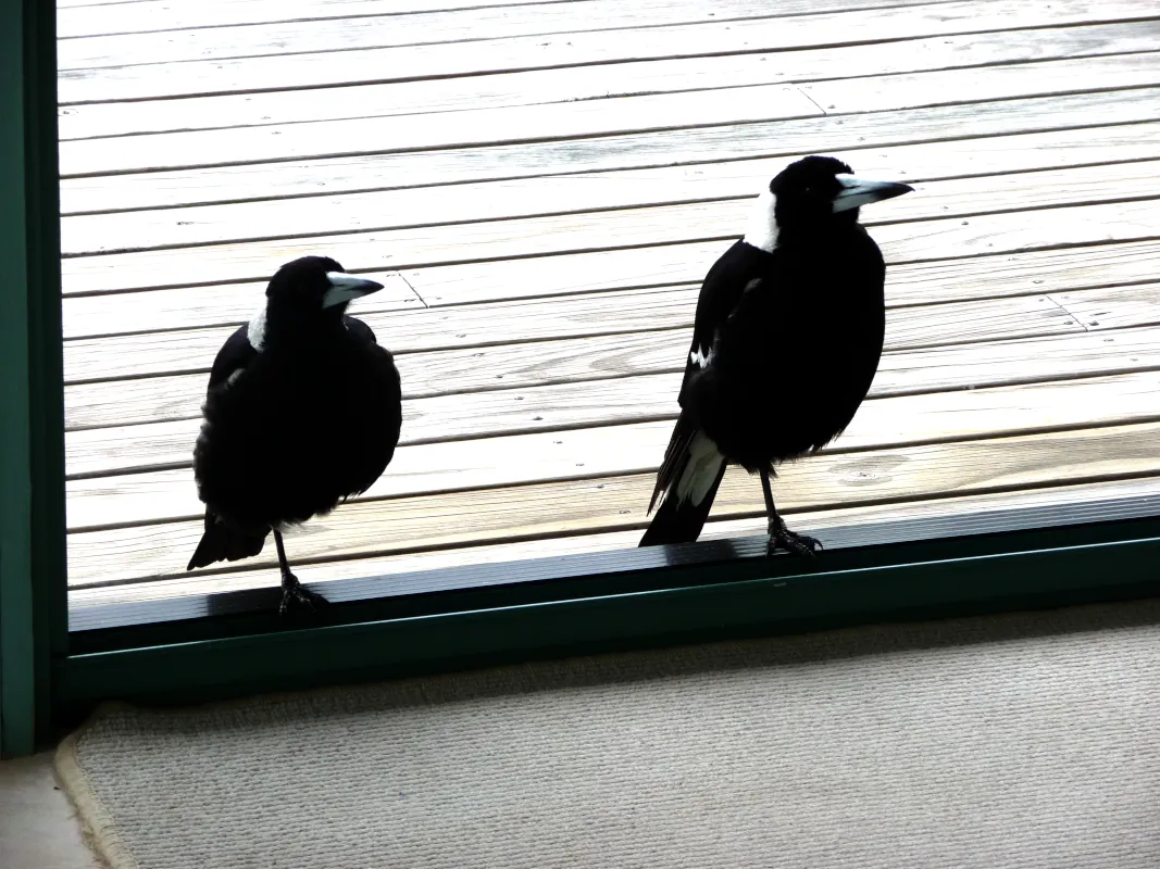 We had a pair of magpies nesting in a nearby tree. They would come to our house almost every day, searching for insects to eat. One of them would perch at our door, sing to us, and beg for food. They were well-behaved but would sometimes sneak inside even though it was not allowed.