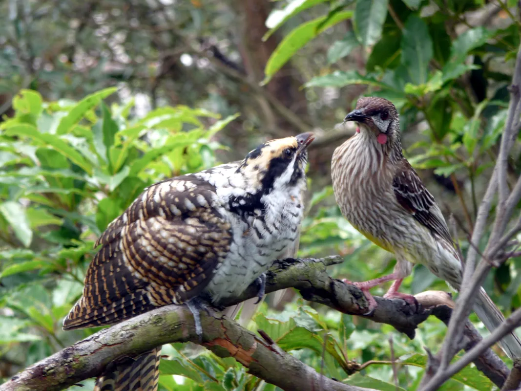 When the Rainbow Lorikeets did not use the pool then the Red wattlebirds enjoyed jumping from the balcony rail into our birds' pool. They do it much like an Olympic diver. The fun ends when the Koel arrive and put their eggs in the nest for breeding. After hatching, the young nag the surrogate mother all day for food.