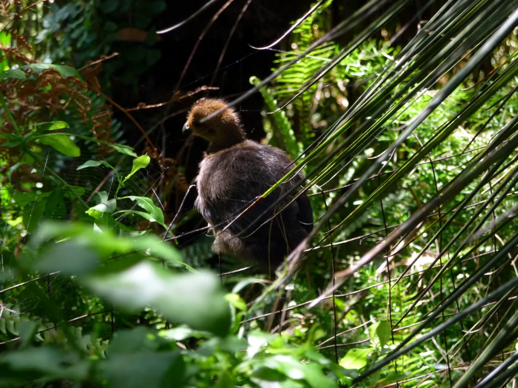 We get quite excited every year, in December or January, when these wonderful little brush turkey chicks hatch. There is no mother or father to look after them. They have been on their own since birth.