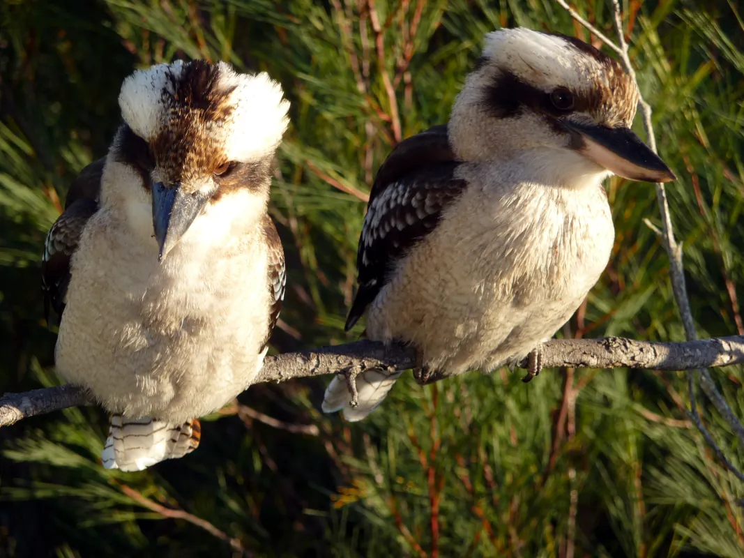 We had kookaburras who were residents of our house. They sat patiently on branches all day, watching to see if they could catch something to eat.