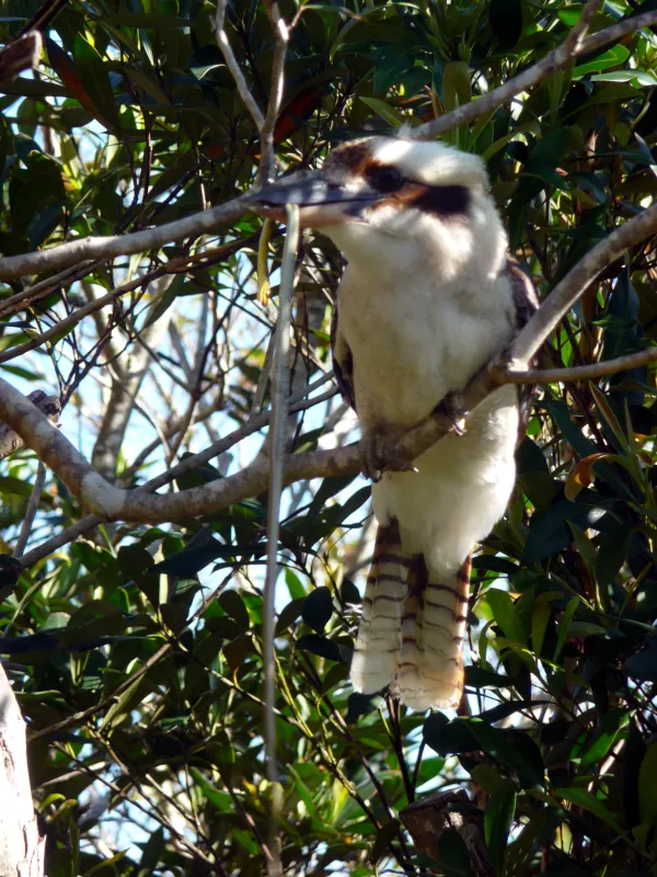 This was a special treat: a delicious, nutritious green tree snake. And I was extremely fortunate to be able to get this unique photo.