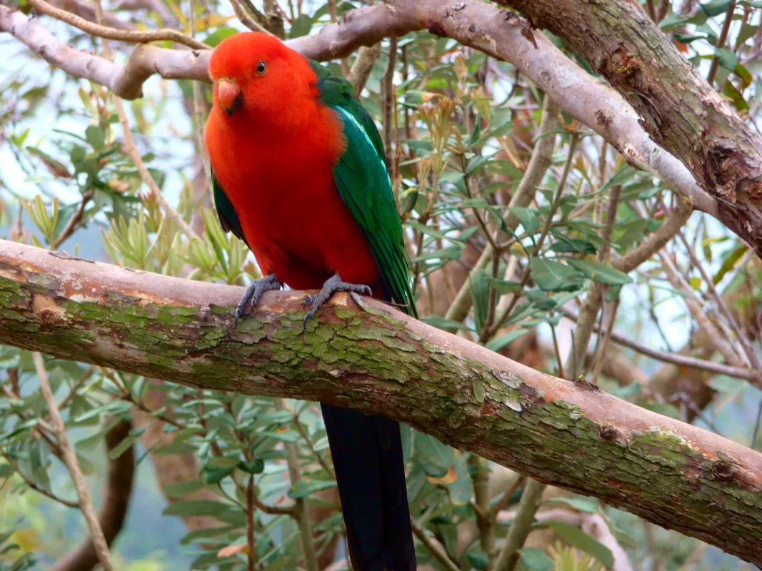 Sometimes, we were visited by a pair of king parrots. These wonderful birds were not shy and were easy to photograph.