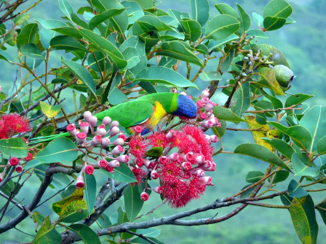 We had many bushes and native trees, and the birds loved them. Food was abundant. So, rainbow lorikeets, noisy miners, and wattle birds grew. But, small birds declined.