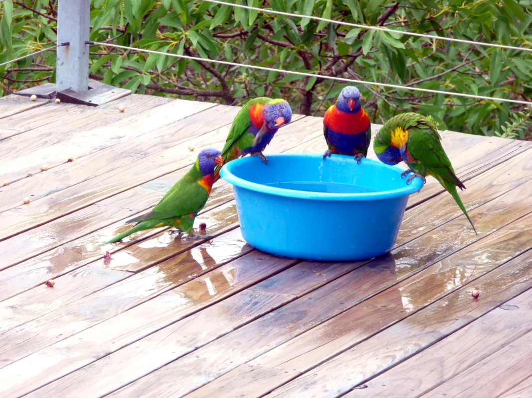 The bird's pool was crowded. Satin Bowerbirds arrived early in the morning. When our bossy lovebirds (rainbow lorikeets) arrived, all others, small and big, had to go, and no one was allowed near the bath.