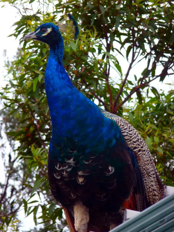 For about a week, we had a surprise visitor who enjoyed the spectacular view from our roof.