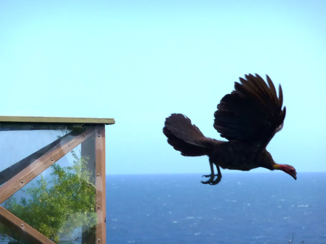 This brush turkey grew up on the coast and learned to fly over the ocean.