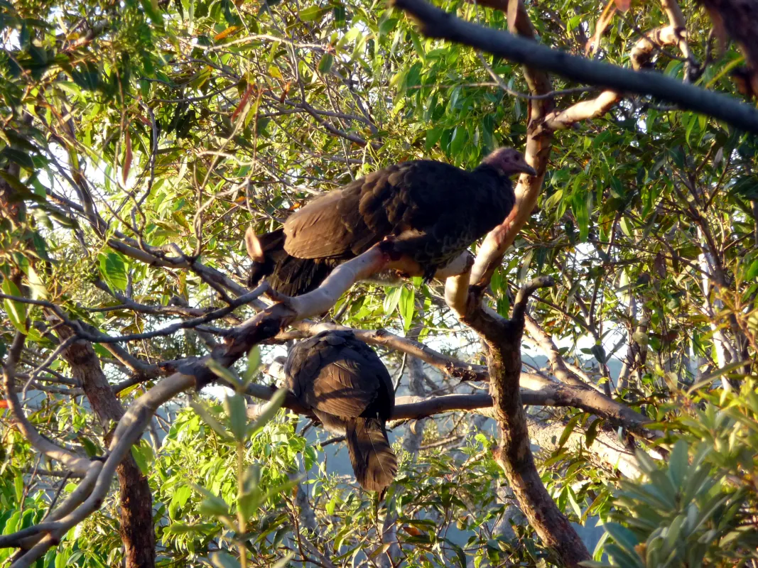 In the evening, brush turkey from all around came to roost in our gum trees. Then a battle began over the best places.