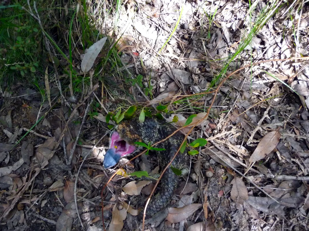 This creature wanted to swallow me. Its name: is Blue Tongue Lizard. West Australia, near Albany.