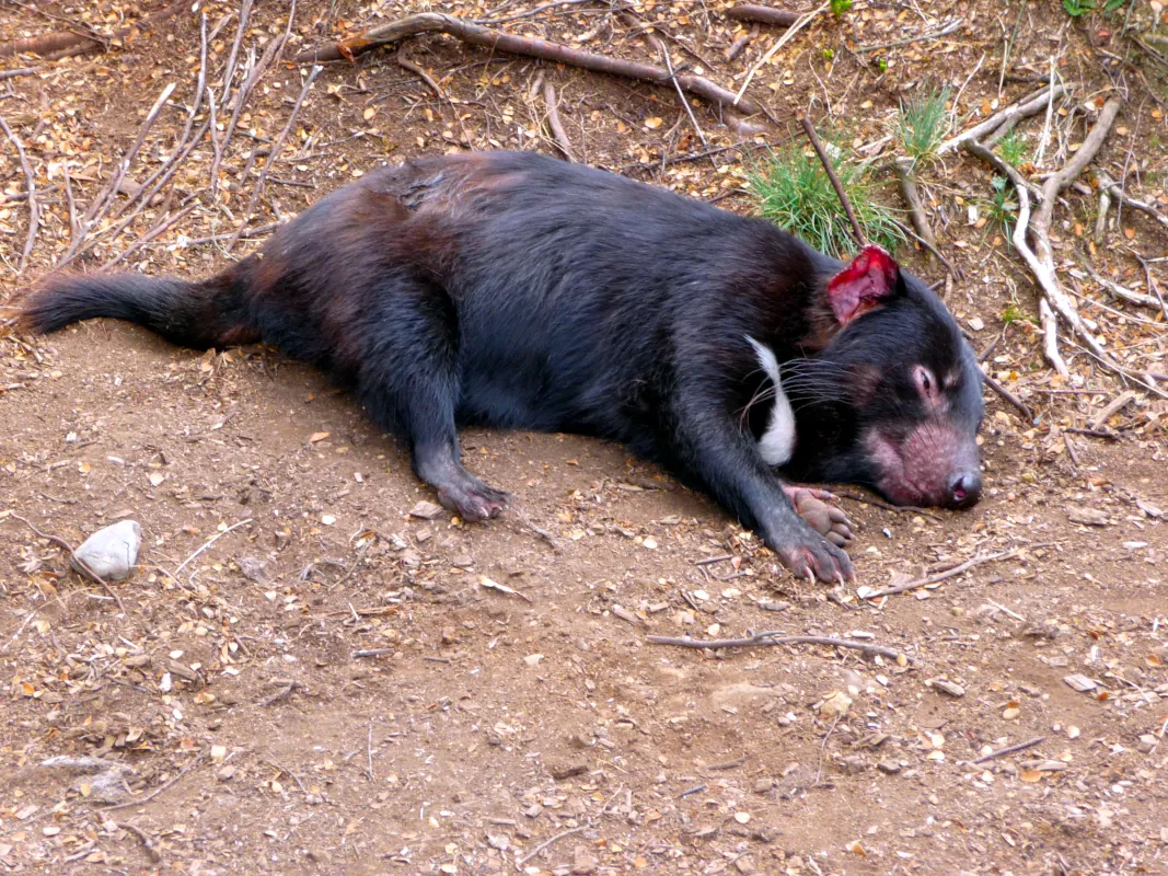 Tasmanian devil at the  Devils @ Cradle Sanctuary, Cradle Mountain, Tasmania, Australia