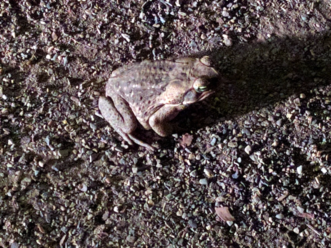 Cane toads outside our tent, at El Questro, Kimberly,  Australia.