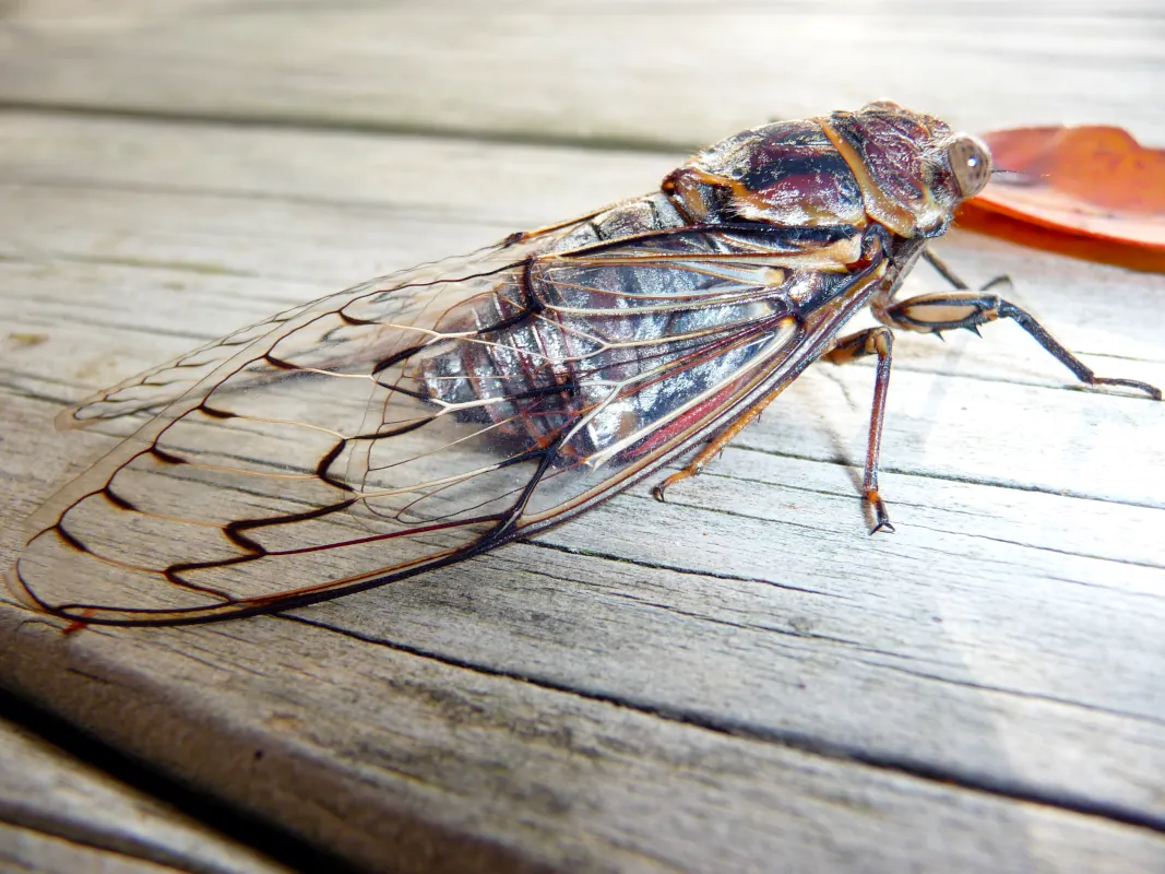 In Australia, it's summer when you hear the loud, droning calls of the cicadas.