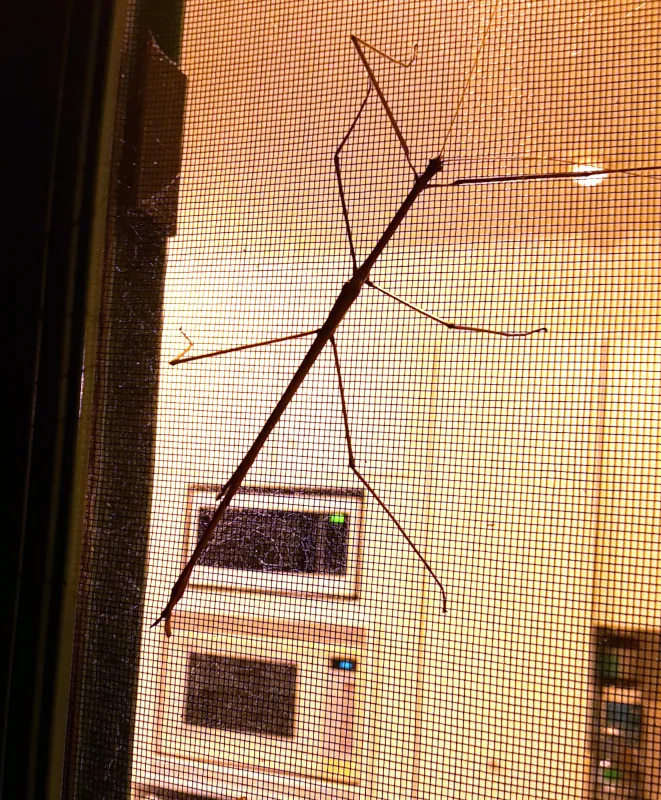 A stick insect is watching what is in the microwave.