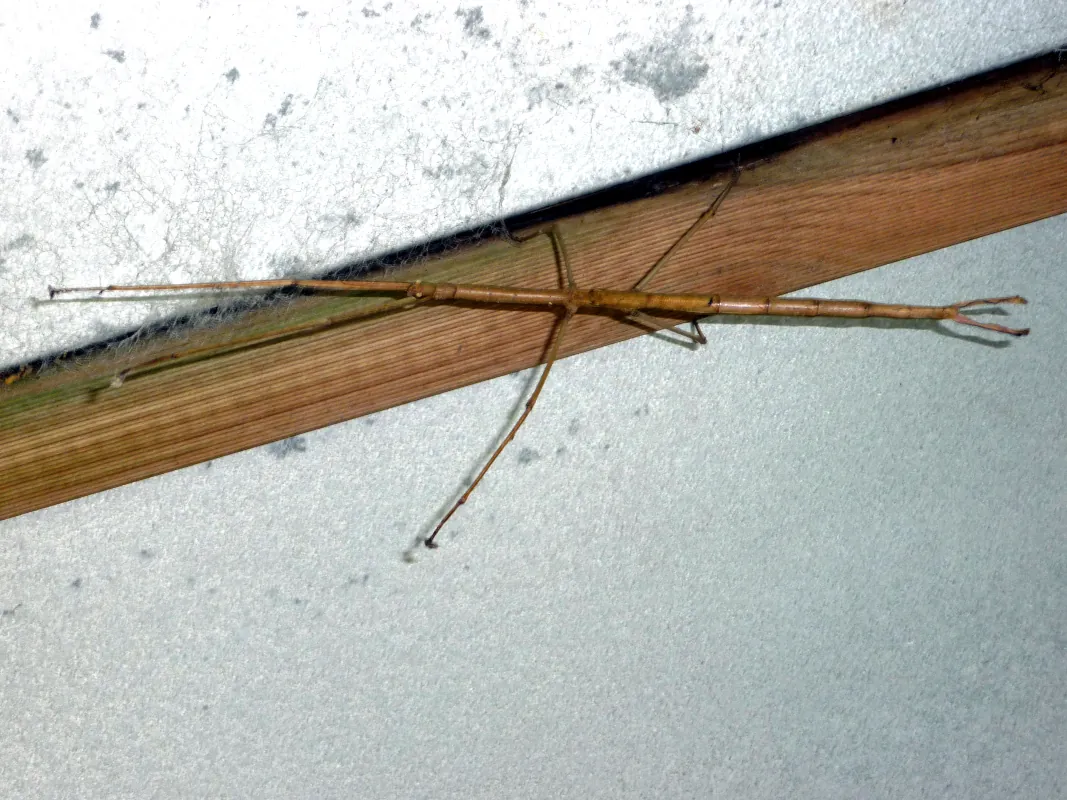 Another stick insect