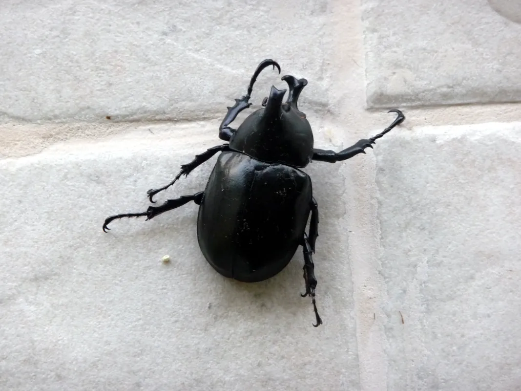 Rhinoceros beetles