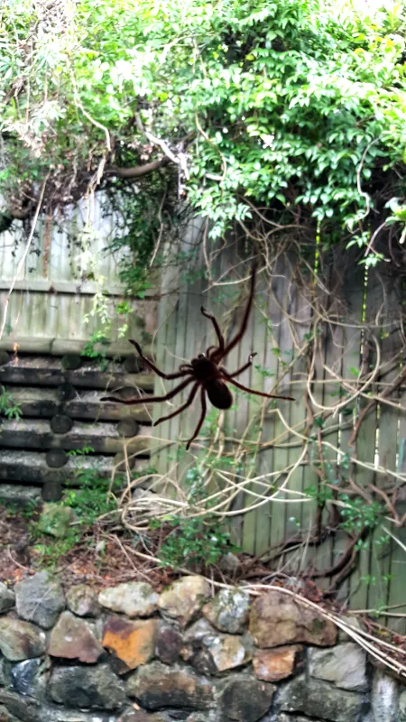 Garden Orb Weavers