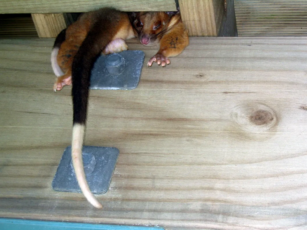 Then, the Ringtail Possums moved into their new places and seemed very pleased with them.