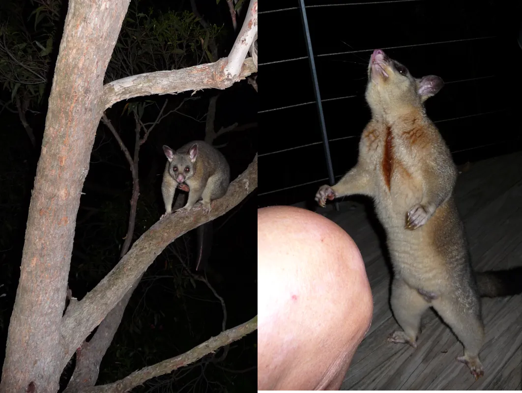 This was not one of our Brushtail Possums; it was an extremely aggressive intruder. He tried to enter the home, threatened to bite us, bullied us, and did not flee when we slapped him with our sandals.