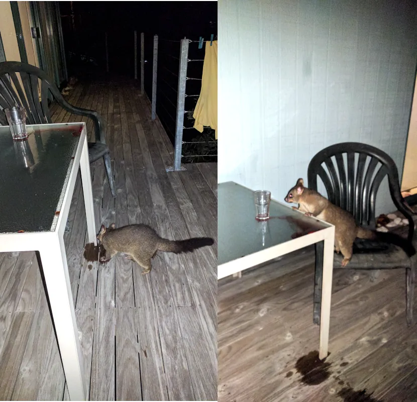 The Brushtail Possums discovered that we enjoy a glass of red wine, and they tried it out to see how it tasted