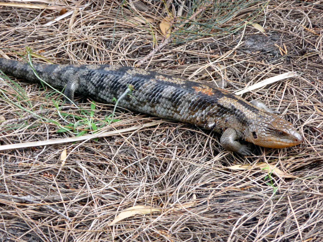 Blue tongue lizards lived beneath a retaining wall and came out for basking.