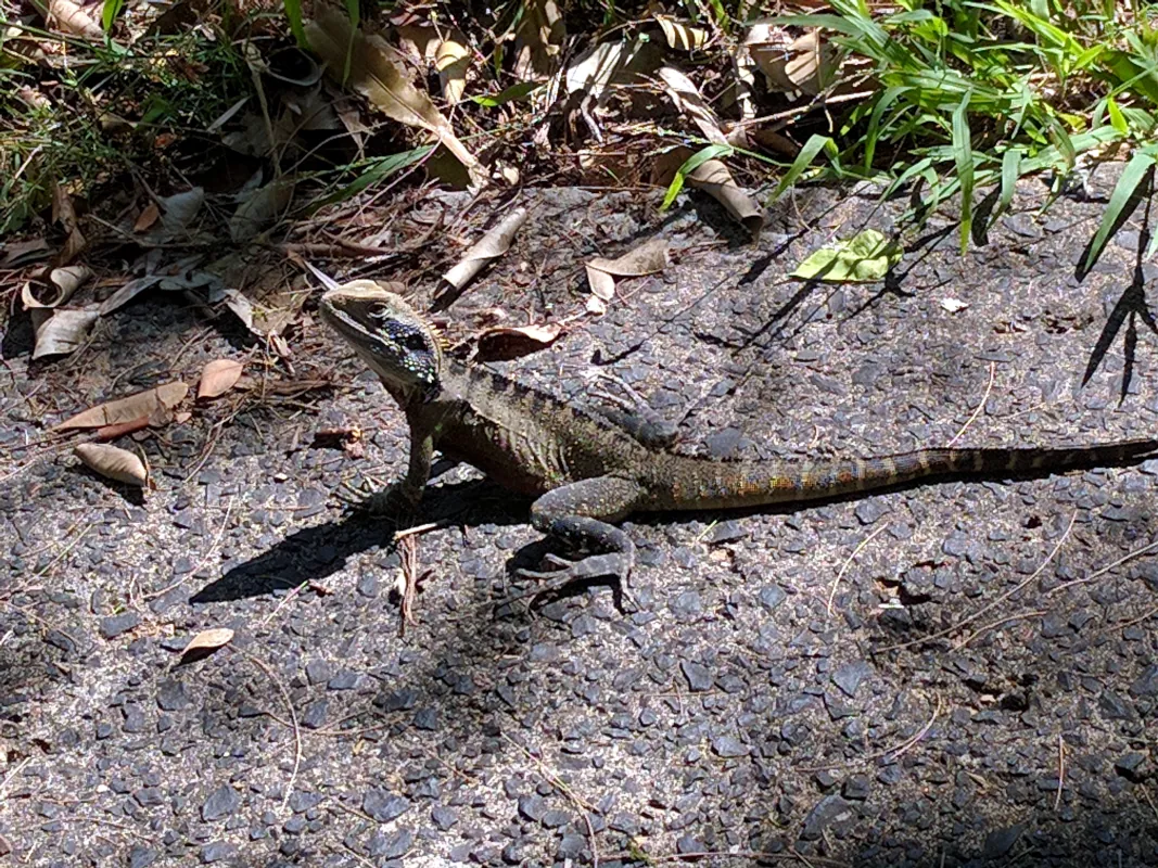 We had a water dragon for years. This area is a sandy headland with no water nearby. He must be a hermit.