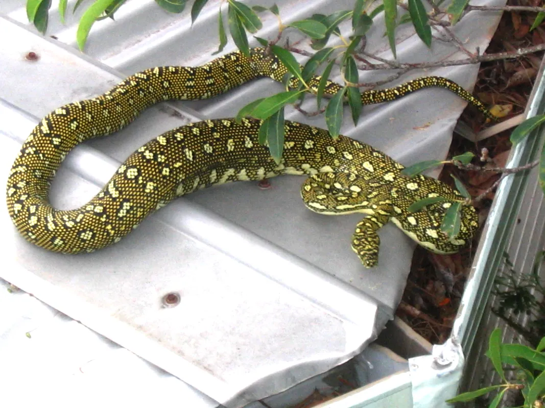 Occasionally, a diamond python would visit us. A gorgeous snake that is safe for people but not for ringtail possums. This one, with a large belly, headed under a hot roof to digest their meal. Unfortunately, one of our cute ringtail possums disappeared.