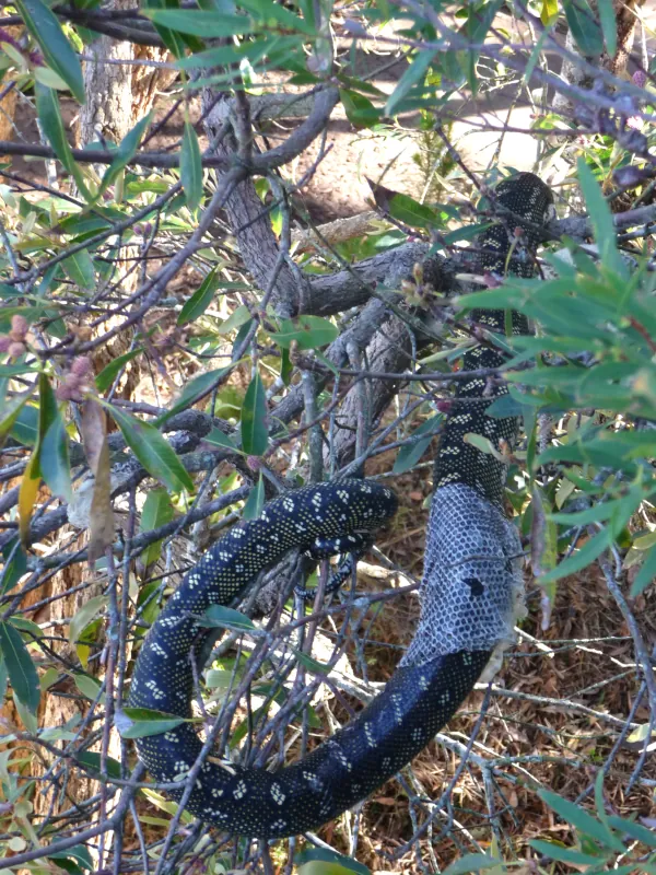 After the ringtail possum disappeared, the snake shed her skin. To avoid being traced?